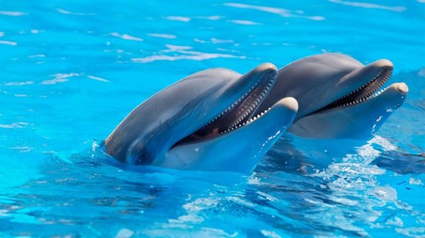 Où trouver les meilleures expériences de plongée avec les dauphins en Nouvelle-Zélande?